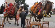 Selçuk deve güreşleri iptal edildi