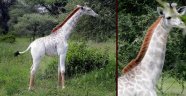 Tanzanya'da beyaz zürafa görüldü