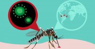 Zika virüsü aşısı yolda
