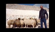 Vatandaş birleşip koyun alıyor...