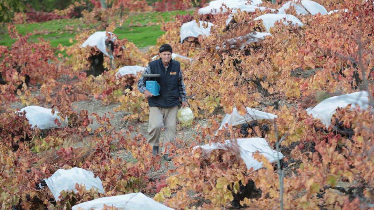 Kavacık’ın coğrafi işaretli üzümü ilgi odağı oldu