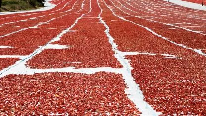 Kuru domates ihracatı 100 milyon doları aştı