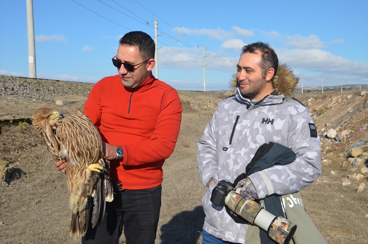 Kütahya'da yaralı şah kartal tedavi altına alındı