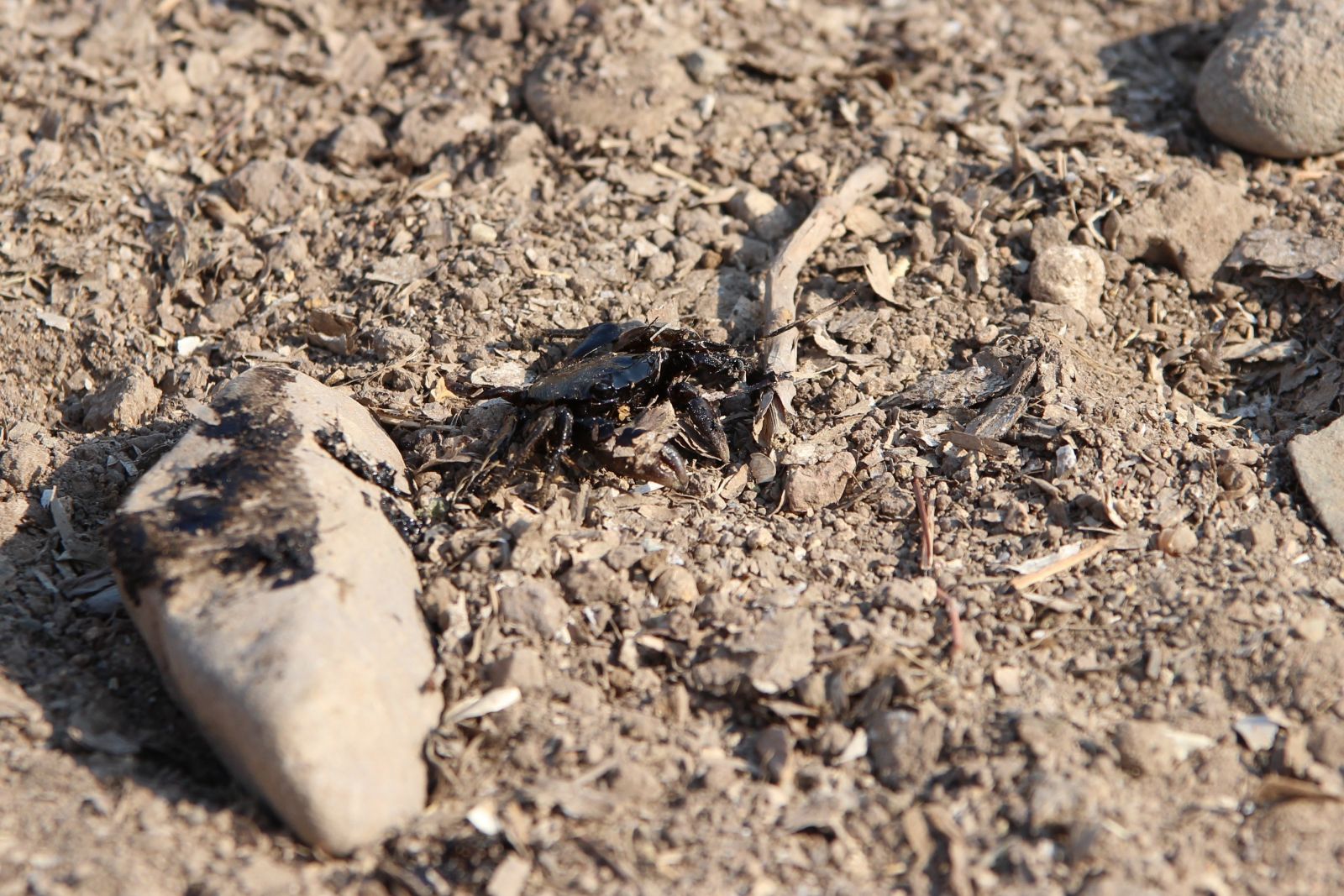 Foça’da denizdeki kirlilik havadan görüntülendi