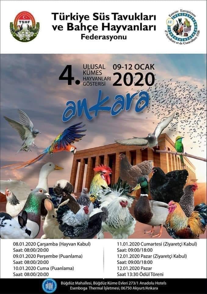 Tavuklar Ankara’da podyuma çıkacak