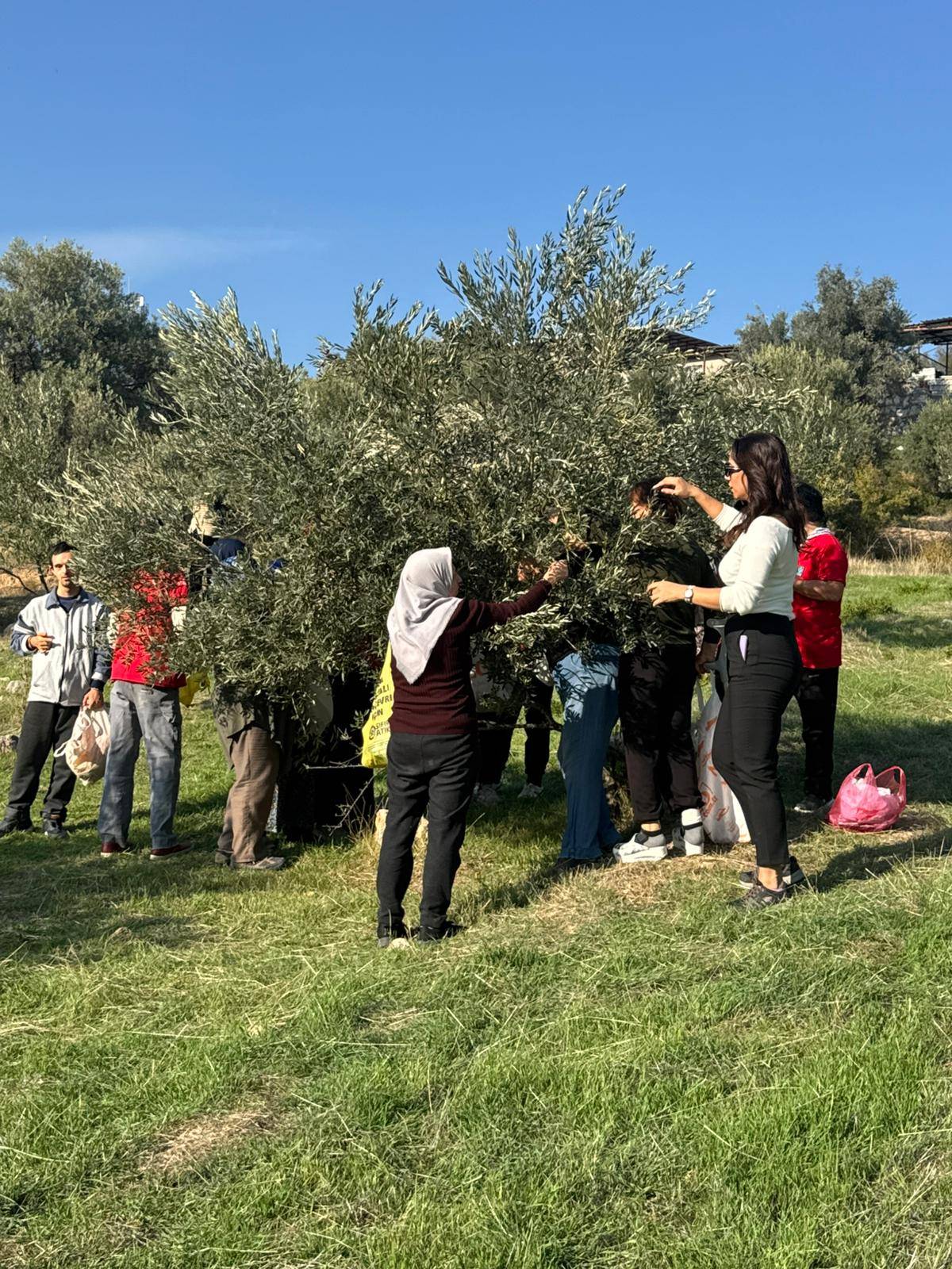 Engelli yurttaşlar ve yakınları zeytin hasadında buluştu