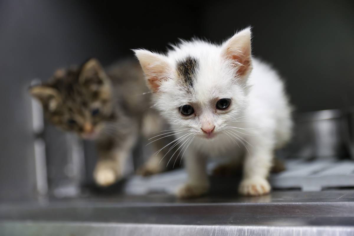 Buca’da 3 bin 54 sokak kedisi kısırlaştırıldı